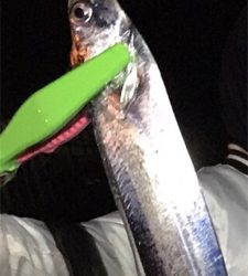 タッチー、タッコー、チーバッスー