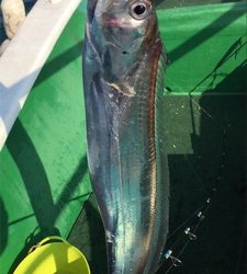 神戸沖 タチウオ釣行