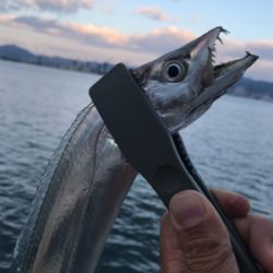 出遅れ太刀魚間に合った