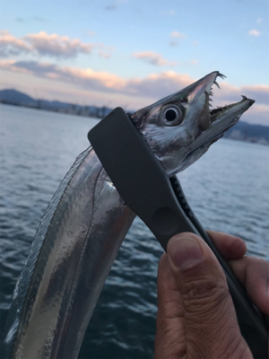 出遅れ太刀魚間に合った