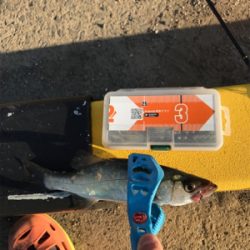 ライトゲームin御所浦