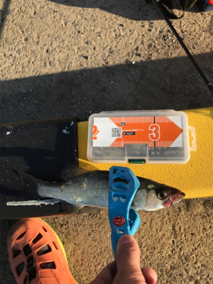 ライトゲームin御所浦