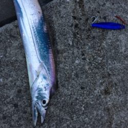 安定のタチウオ