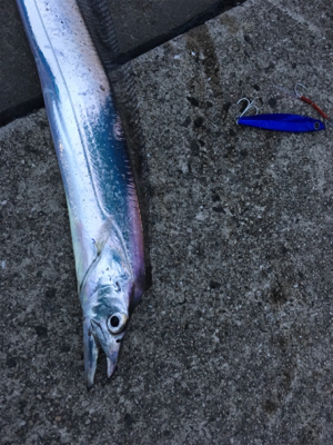 安定のタチウオ