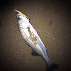 シーバスバイト多発♪