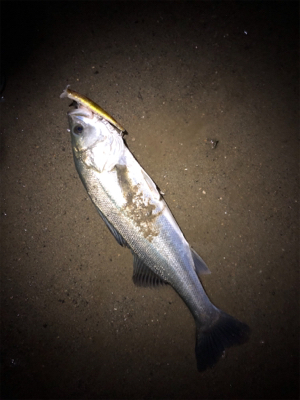 シーバスバイト多発♪