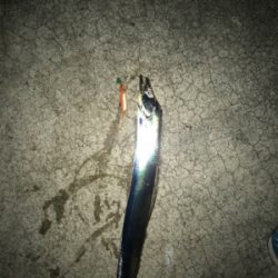 ニューメソッド追加‼︎ タチウオにも効くかも⁉︎