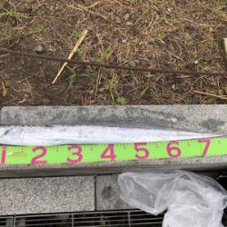 2日連続朝まずめ