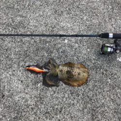 今年は釣れない