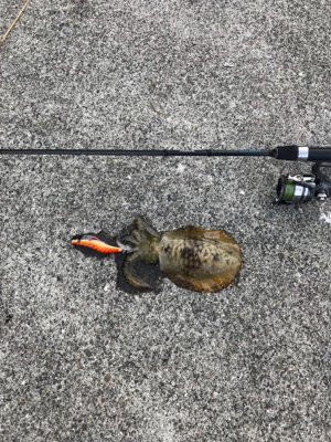 今年は釣れない