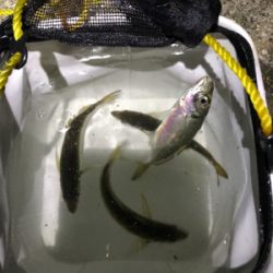 まだまだタチウオ釣れそうです