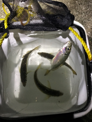 まだまだタチウオ釣れそうです