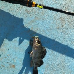 マイクロジグでのライトゲーム