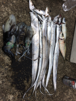 タチのちアオリ