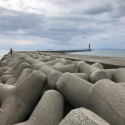 サビキからのノマセ