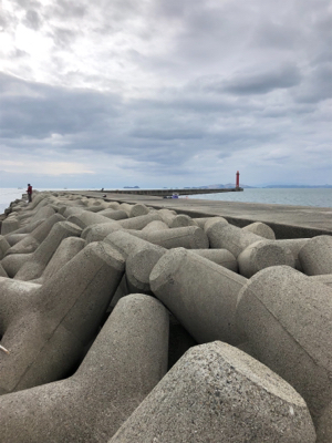 サビキからのノマセ