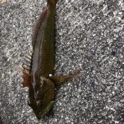 久々にホームグランドでノマセ釣り