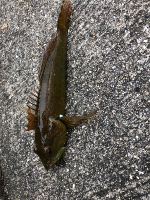 久々にホームグランドでノマセ釣り