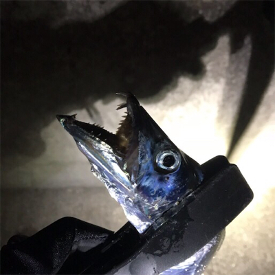 渋い中なんとか…