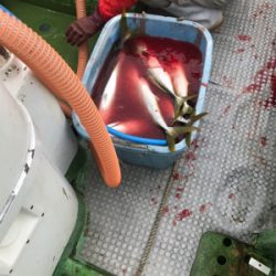 孝洋丸 落とし込み