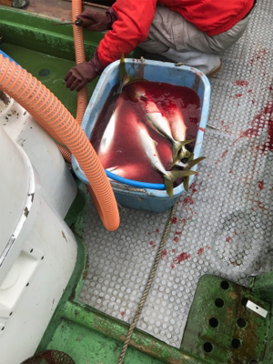 孝洋丸 落とし込み