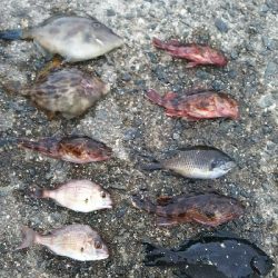 サビキ釣、カワハギ仕掛け