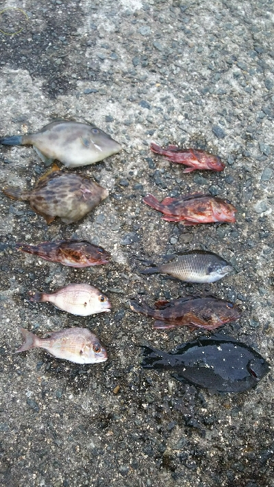 サビキ釣、カワハギ仕掛け