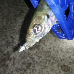 ナイトアジング