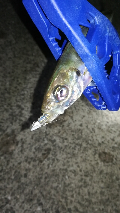 ナイトアジング