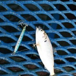 ジグでコノシロ4.5.6.7.8.9.10.11