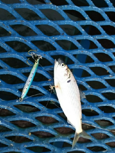 ジグでコノシロ4.5.6.7.8.9.10…