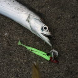 タダ巻きタチウオ