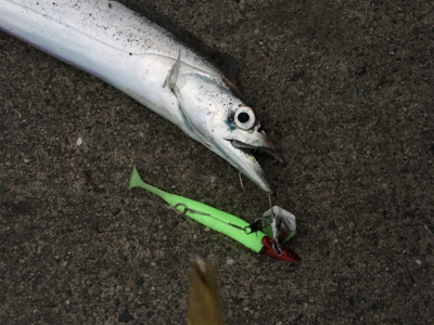 タダ巻きタチウオ