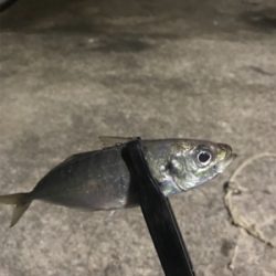 ナイトアジング