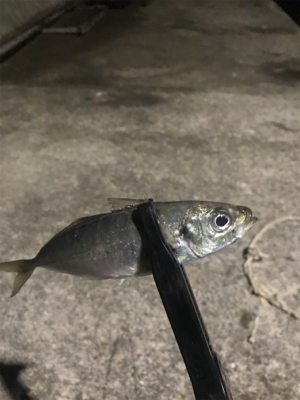 ナイトアジング