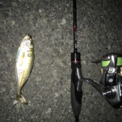 ナイトアジング