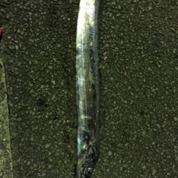 アジの泳がせウキ釣り