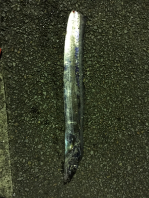 アジの泳がせウキ釣り