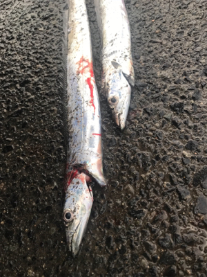 激渋太刀魚攻略とメタルジグ大ダコ！！