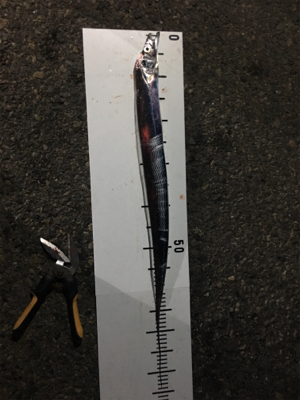 タチウオ成長中