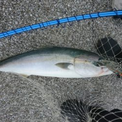 今年初のブリ族！