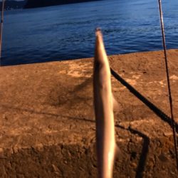 御所浦ライトゲーム