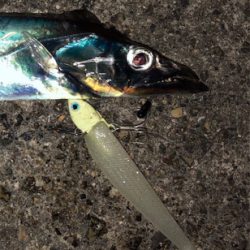 北風強い、寒い、でもゲット(^^)♪