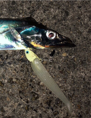 北風強い、寒い、でもゲット(^^)♪