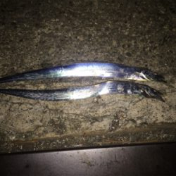 弁天町で太刀魚 今日はシブかった