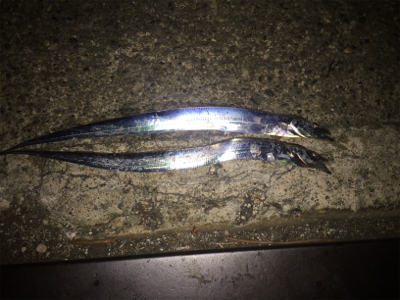 弁天町で太刀魚 今日はシブかった