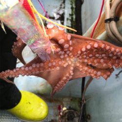 明石  タコ  西海丸