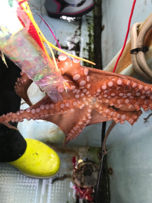 明石  タコ  西海丸