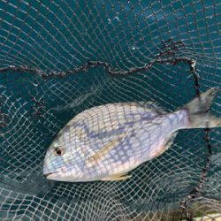 そこそこの釣果