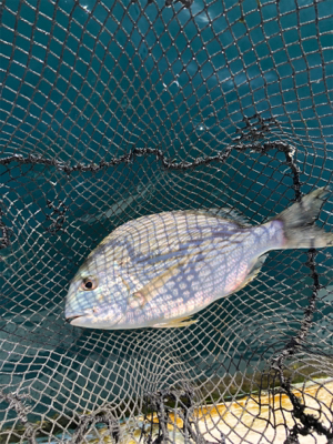 そこそこの釣果